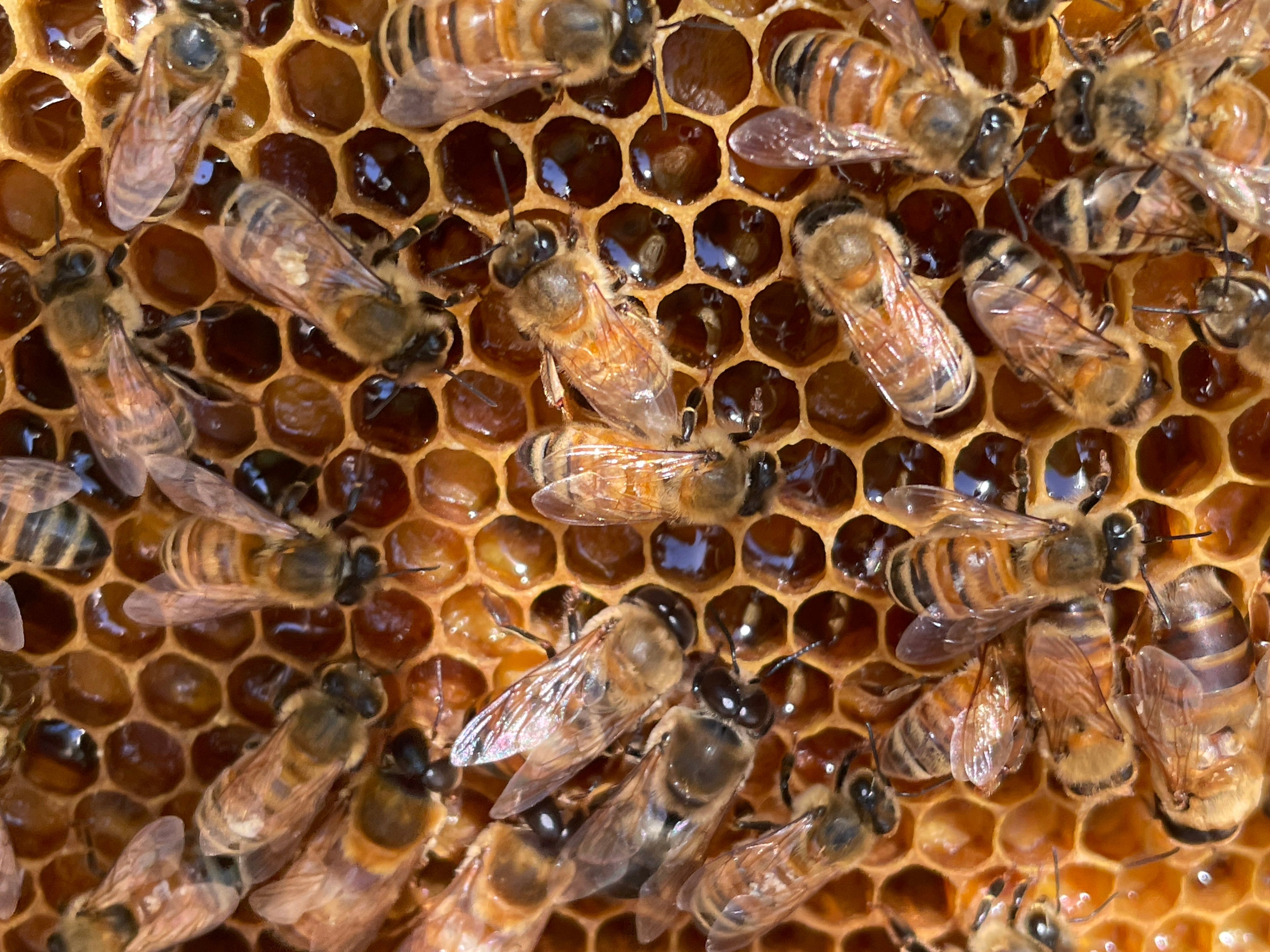 Backyard hives